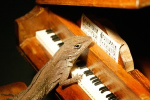 The Lizard Whisperer